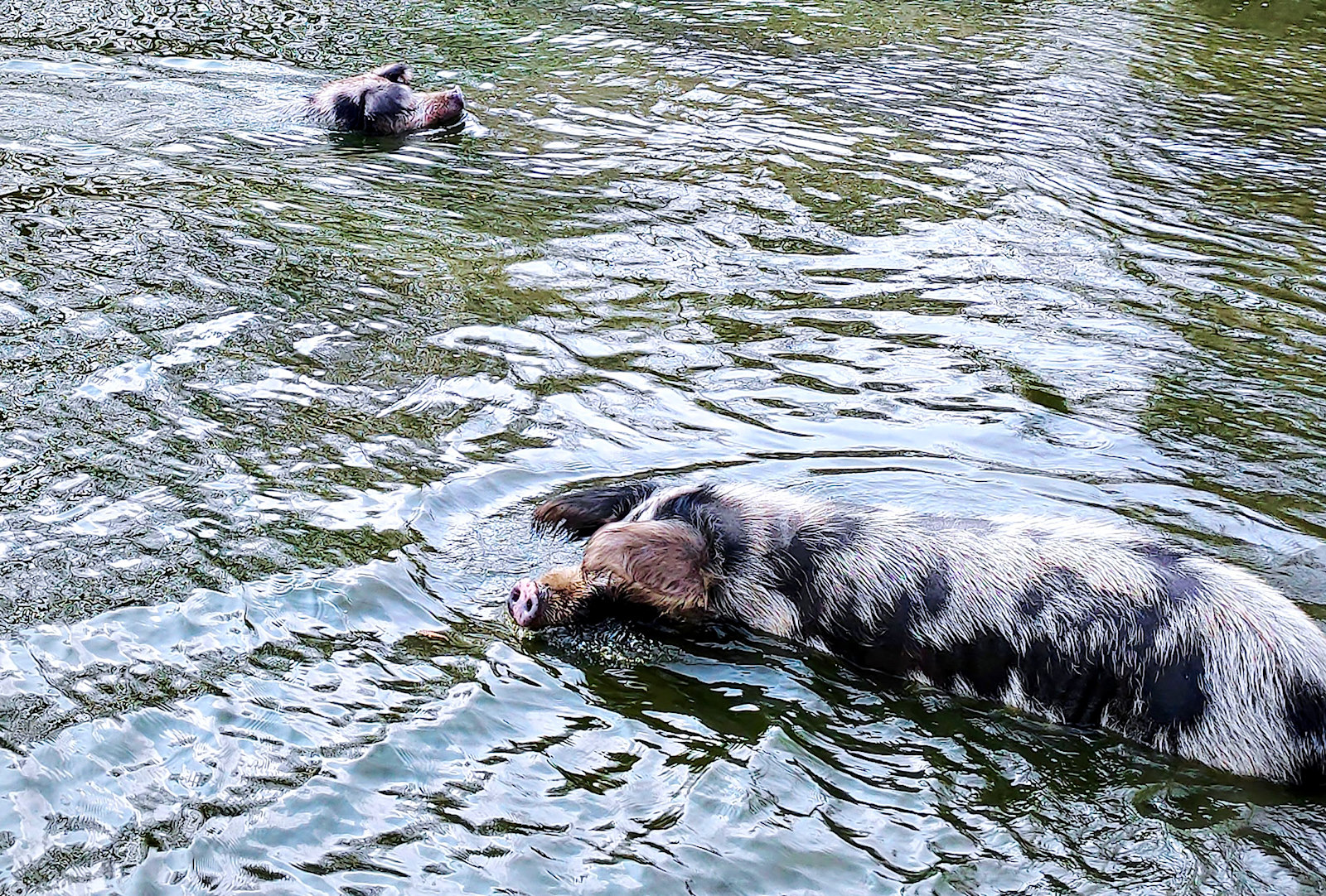 Turopolje Schweine im Wasser