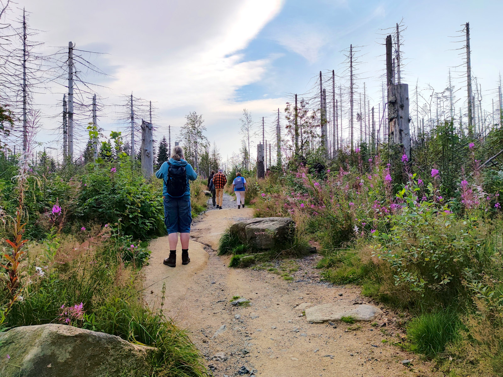 kahler Harz