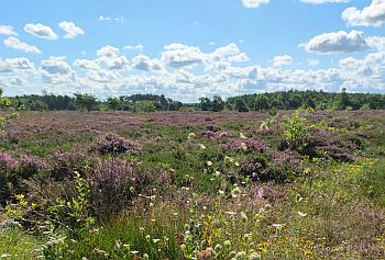 Cuxhaven_Holter-Heide_01