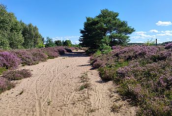 Cuxhaven_Holter-Heide_02